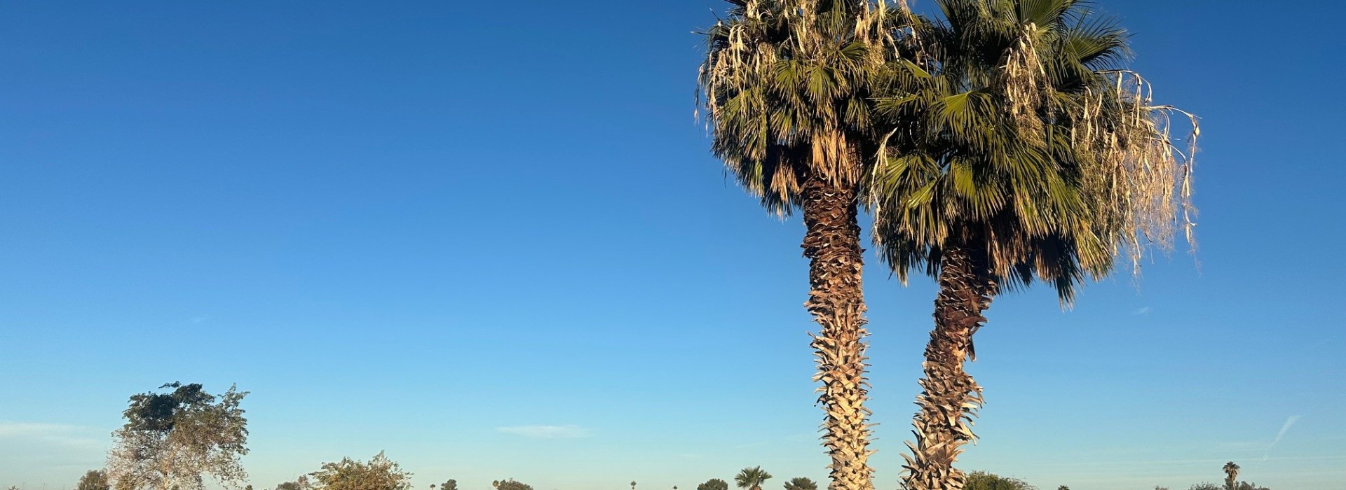 Palm trees on golf course